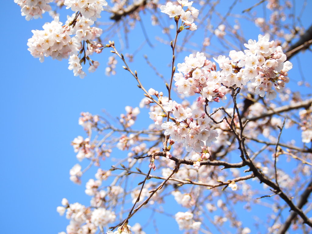 青空×桜咲