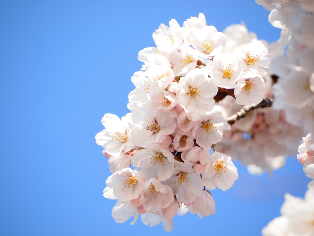 青空×桜咲