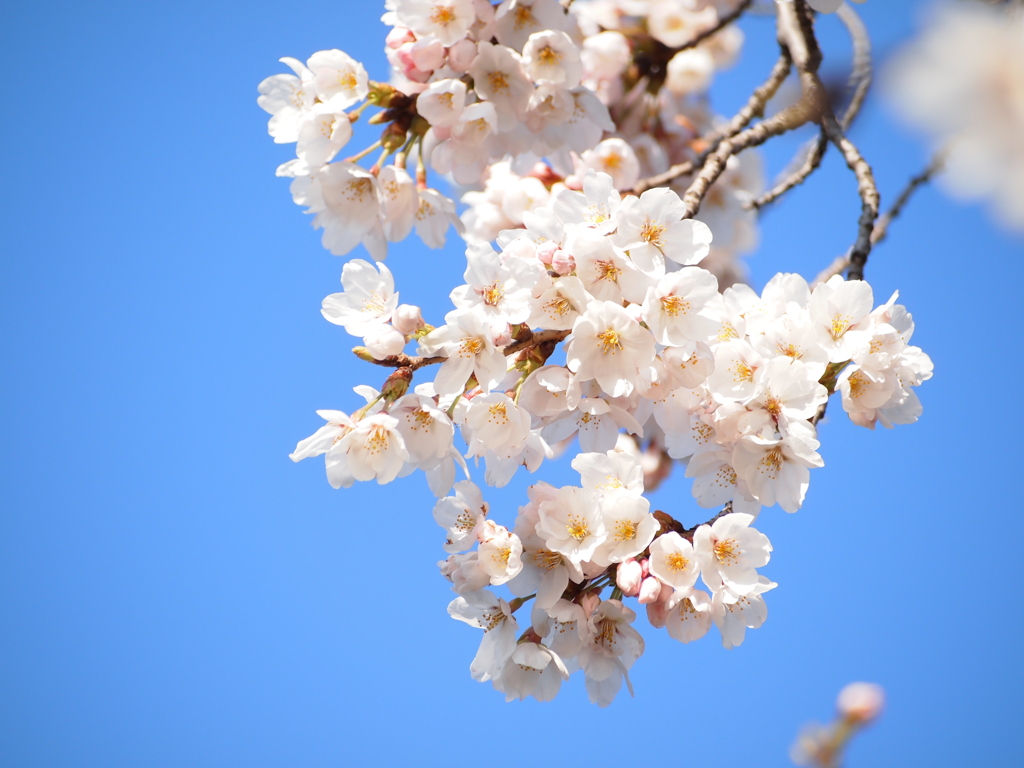 青空×桜咲