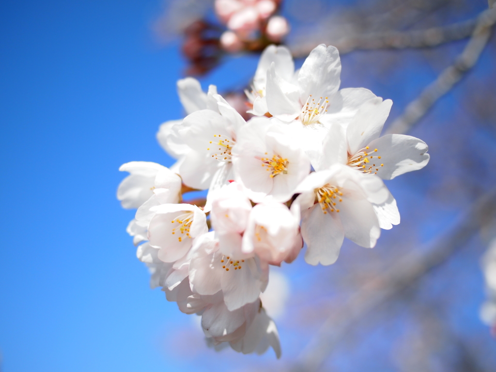 青空×桜咲