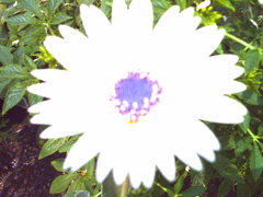 白い花（嘘）
