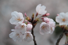 桜２