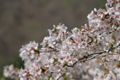 遅咲きの桜