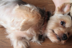 愛犬の休日（毎日）