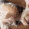 愛犬の休日（毎日）