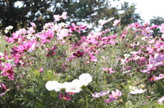 庄内緑地公園 花１