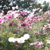庄内緑地公園 花１