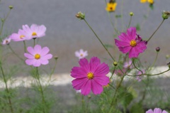 路端に咲く花