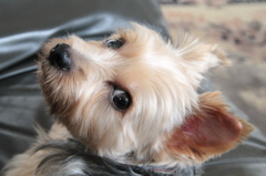 愛犬