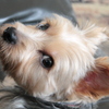愛犬