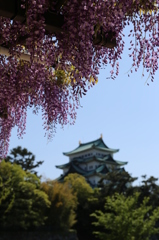 藤の花と名古屋城