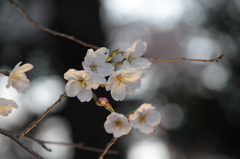 桜。
