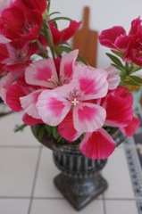 我が家の花
