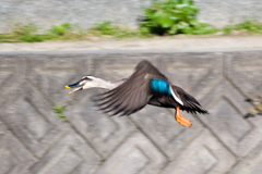 カルガモが飛んだ！