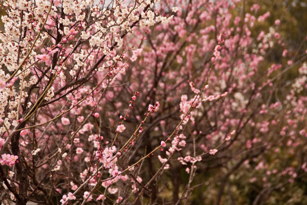 梅の花