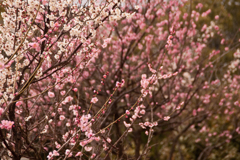 梅の花