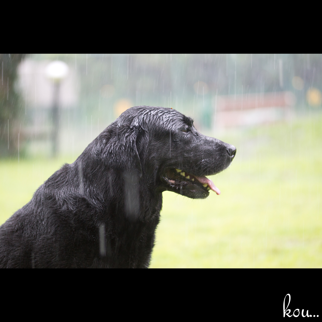 こう雨の中