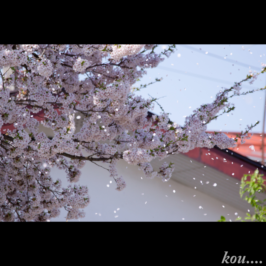 桜