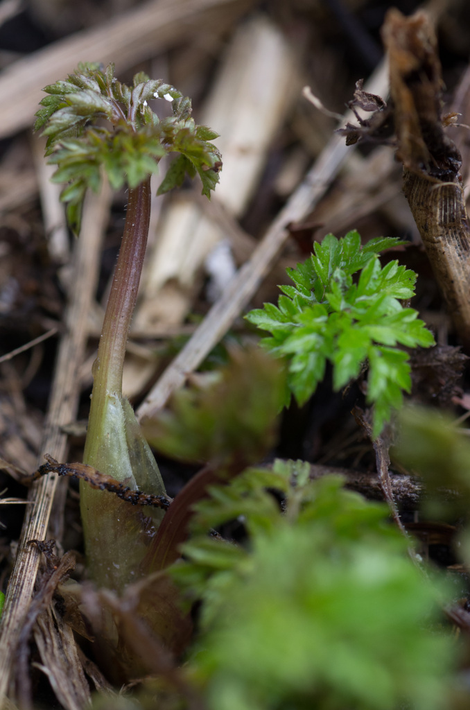 Anthriscus sylvestris