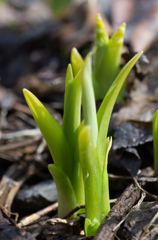 Hemerocallis fulva
