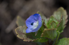 Veronica persica