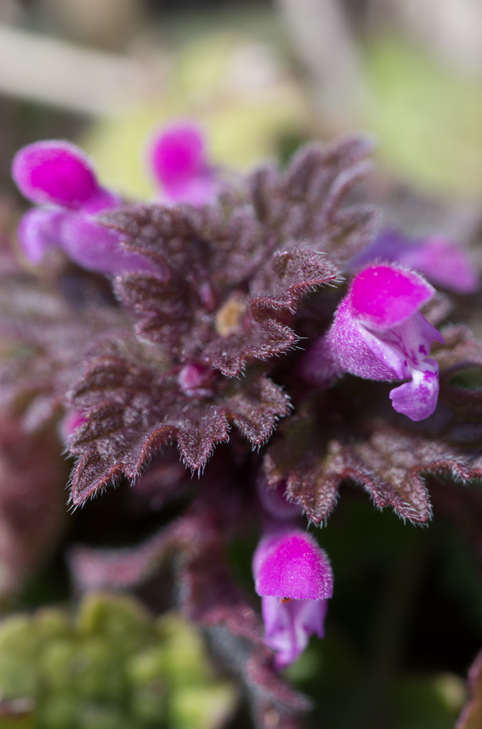 Lamium amplexicaule L.