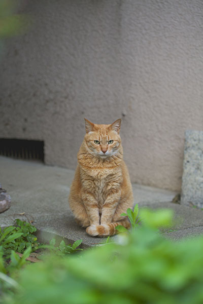 ポーズ