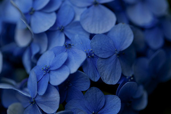 紫陽花