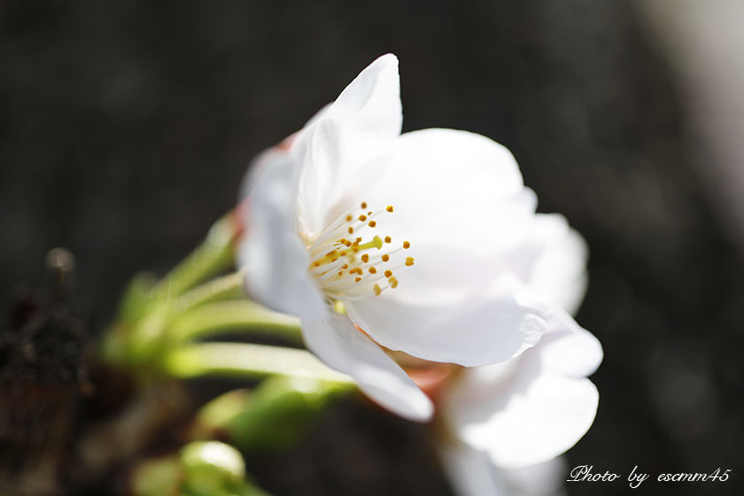 開花