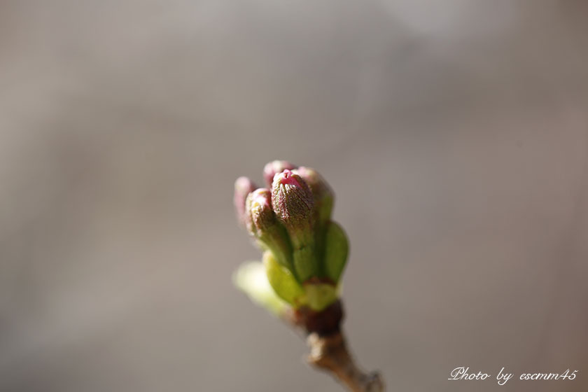 蕾5