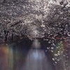 目黒川の桜　