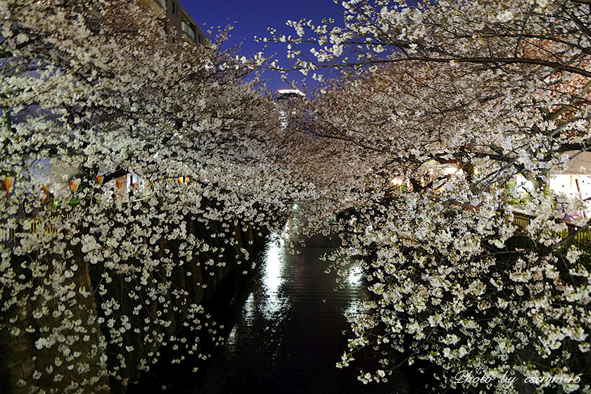夜桜