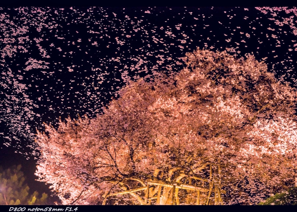 桜花爛漫