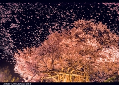 桜花爛漫