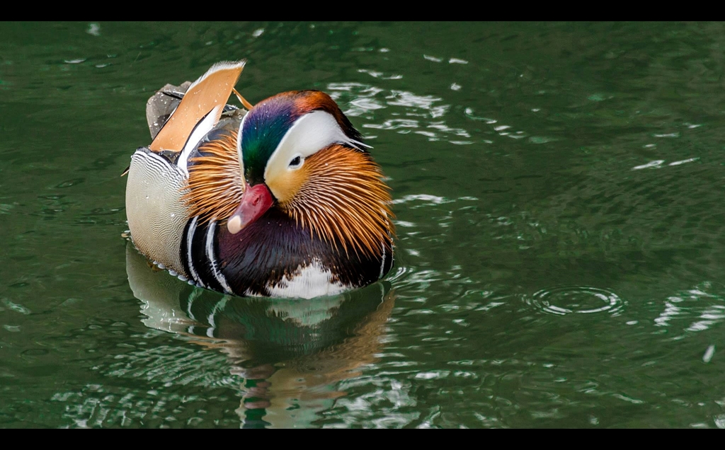 Love　bird