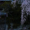 早朝に咲く桜