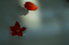 彩光