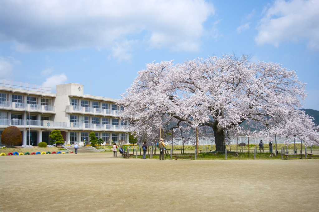 桜は生き続ける