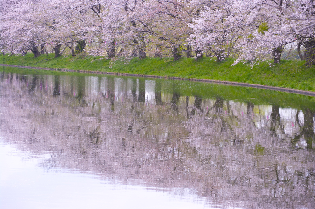 水面の桜