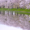 水面の桜