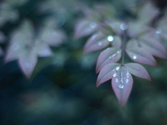 朝の音