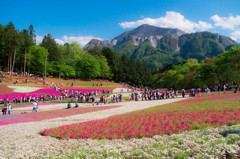 秩父の芝桜