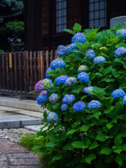 寺の紫陽花