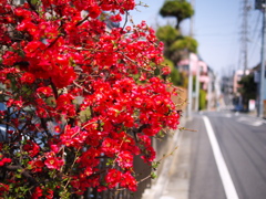 赤い花が咲いてる