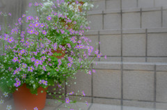 階段に花