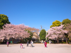 朝の広場