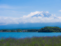 ラベンダーと富士山