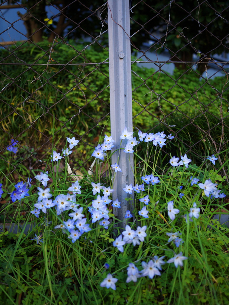 ひっそりと咲く花