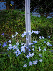 ひっそりと咲く花