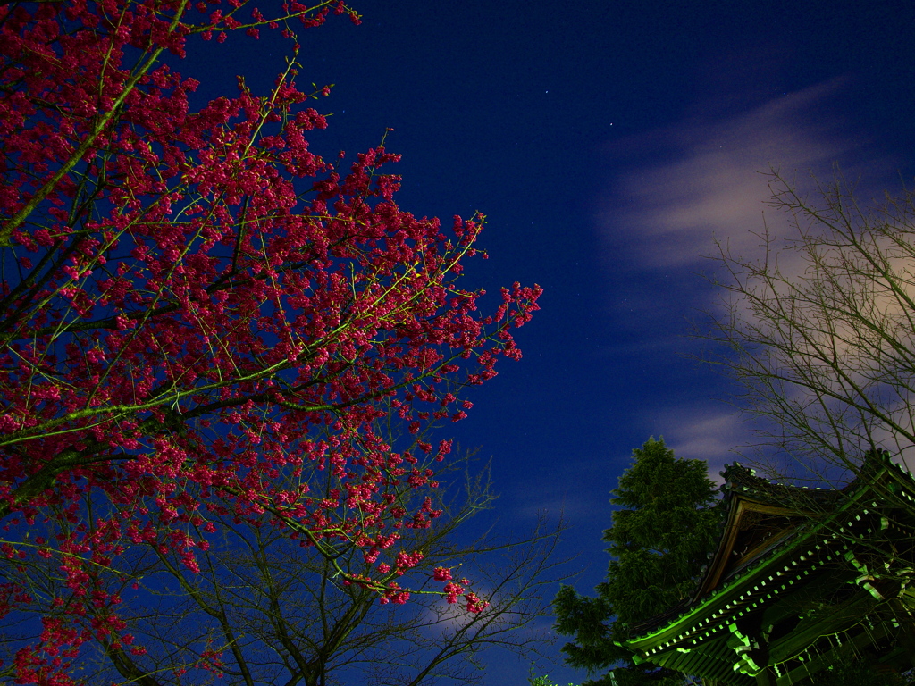 お寺の梅